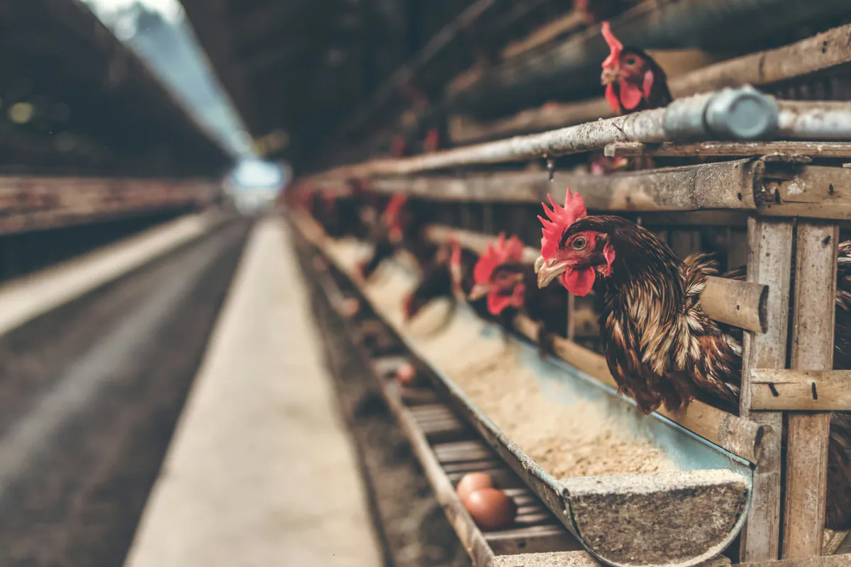 Hand-Slaughtered Halal Process